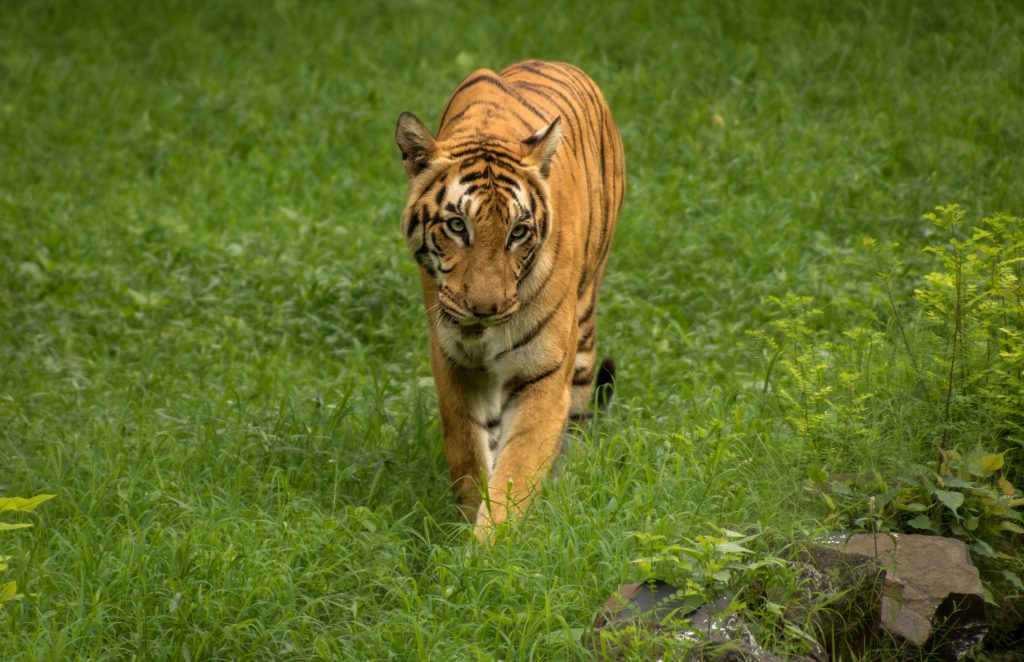 Indian Bengal tiger walks though a grassland at Sunderban tiger reserve